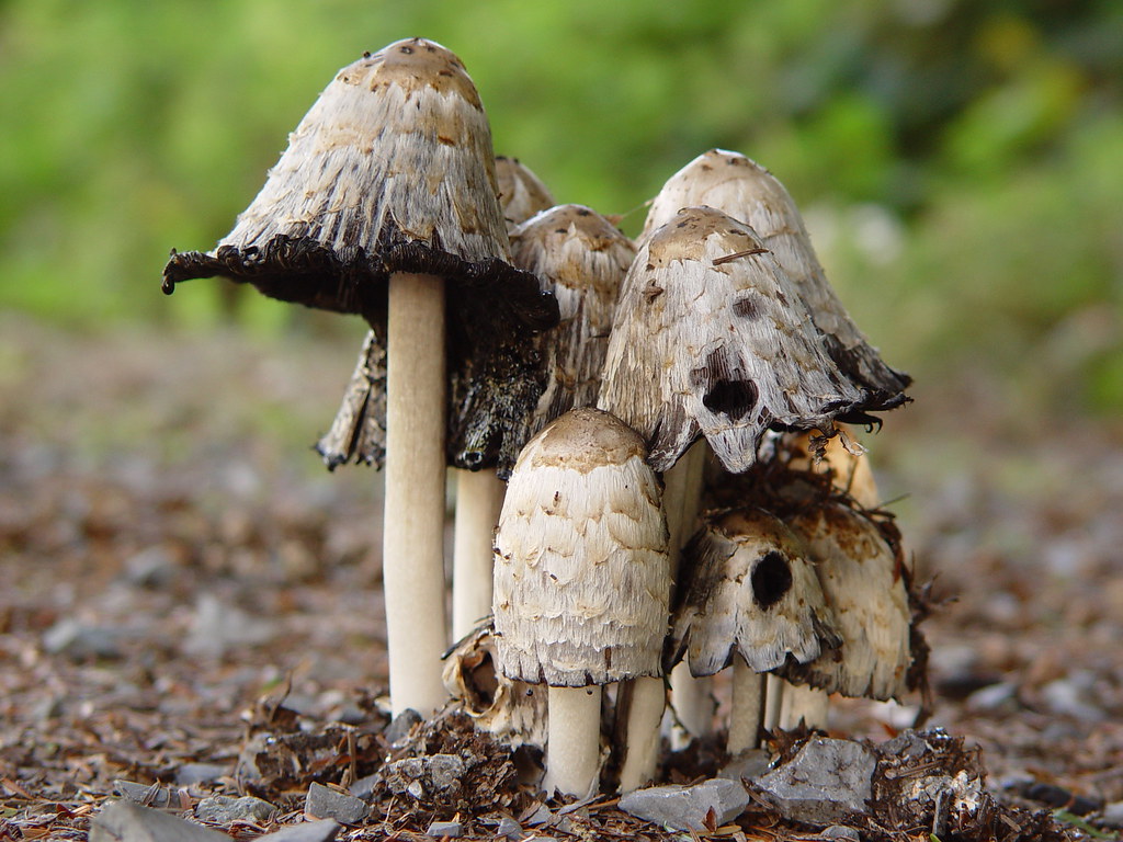 "Magic Mushrooms? NOT" by jmv is licensed under CC BY 2.0.